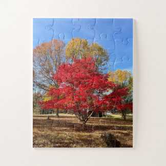 Japanese Maple Tree Puzzle