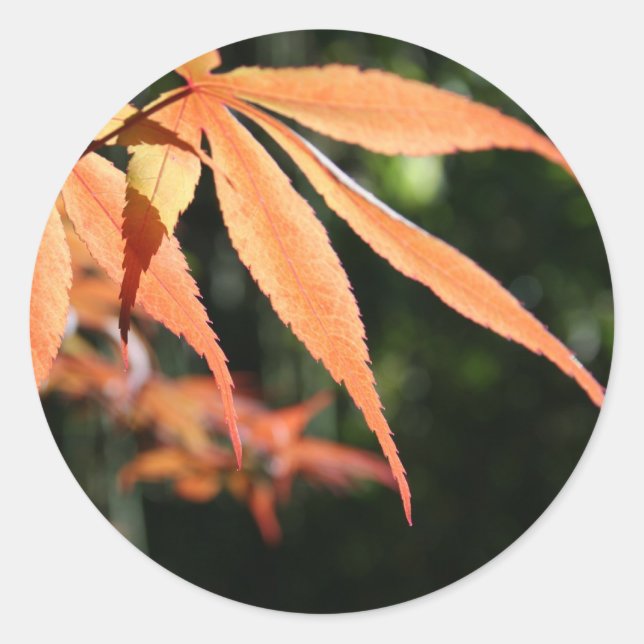 Japanese Maples 7 Round Sticker (Front)