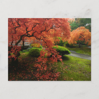 Japanese Maples in a Japanese Garden in Autumn Postcard
