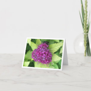 Japanese Meadowsweet Thank You Card