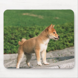 Japanese Midget Shiba 2 Mouse Pad