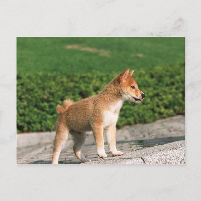 Japanese Midget Shiba 2 Postcard (Front)