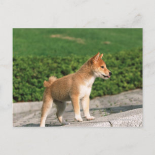 Japanese Midget Shiba 2 Postcard
