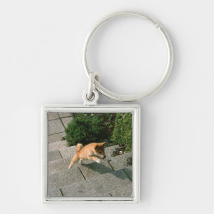 Japanese Midget Shiba 3 Key Ring