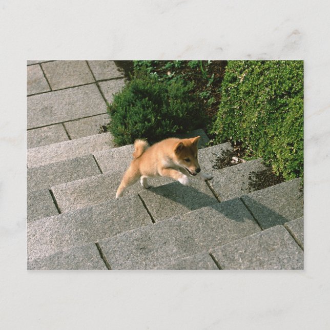 Japanese Midget Shiba 3 Postcard (Front)