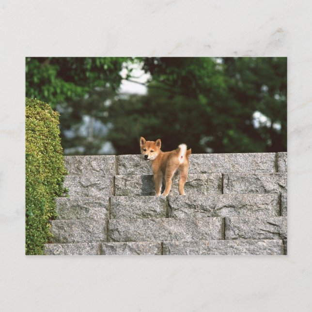 Japanese Midget Shiba 4 Postcard (Front)