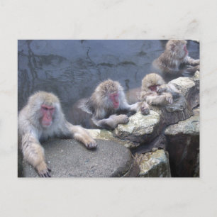Japanese monkey postcard