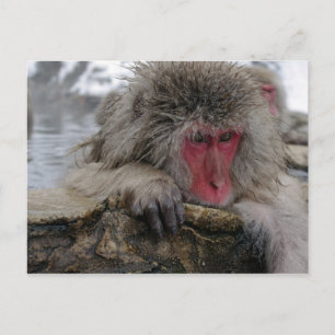 Japanese monkey relaxing in hot spring postcard