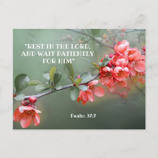 Japanese Ornamental Quince with Bible quotation Postcard (Front)