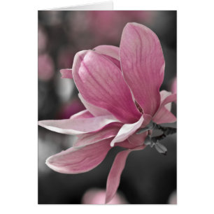 Japanese Pink Saucer Magnolia