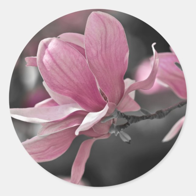 Japanese Pink Saucer Magnolia Classic Round Sticker (Front)