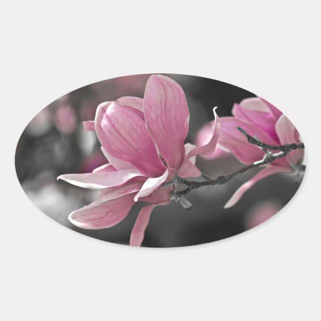 Japanese Pink Saucer Magnolia Oval Sticker (Front)