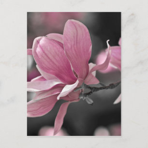 Japanese Pink Saucer Magnolia Postcard
