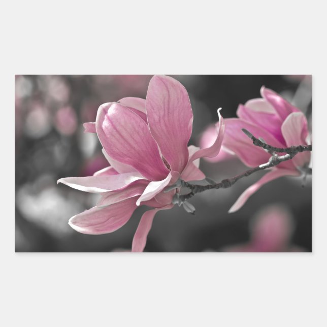 Japanese Pink Saucer Magnolia Rectangular Sticker (Front)