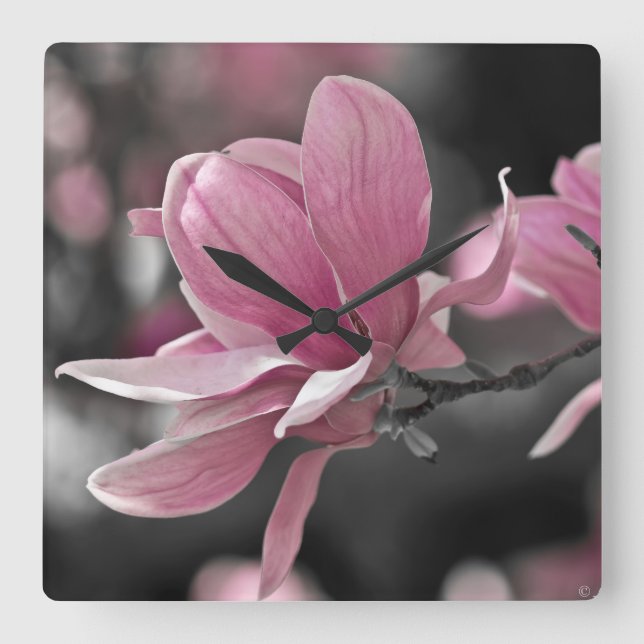 Japanese Pink Saucer Magnolia Square Wall Clock (Front)