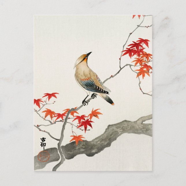 Japanese Plague Bird on Maple by Ohara Koson Postcard (Front)