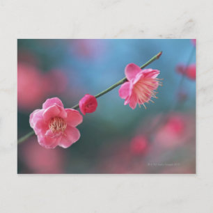 Japanese plum 4 postcard