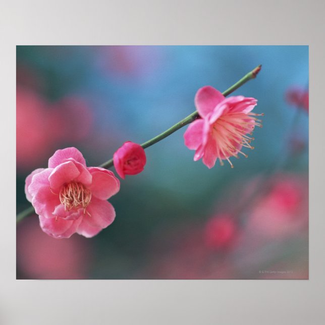 Japanese plum 4 poster (Front)