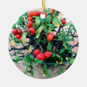 Japanese Pyracantha Bonsai Tree Photo Ceramic Ornament