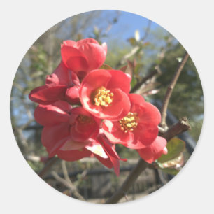 Japanese Quince in the Park Classic Round Sticker
