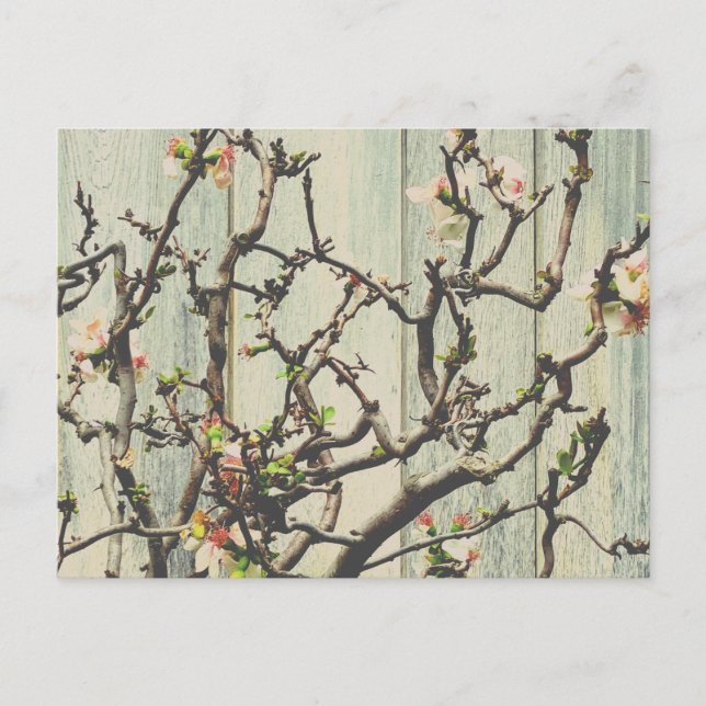 Japanese Quince Postcard (Front)