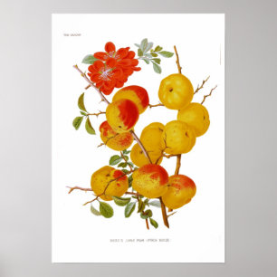Japanese Quince Poster