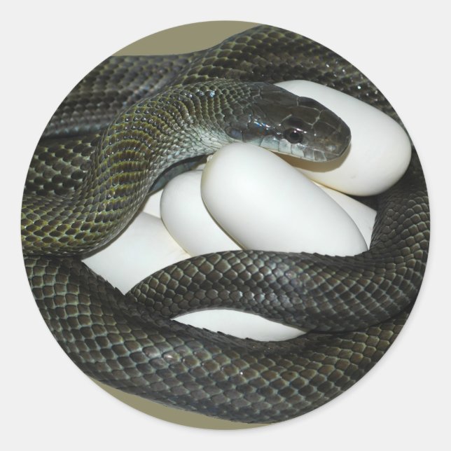 Japanese Rat Snake, beautifull and caring mother! Classic Round Sticker (Front)