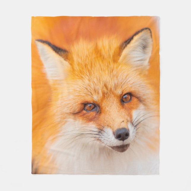 Japanese red fox resting, sleeping and playing in  fleece blanket (Front)