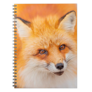 Japanese red fox resting, sleeping and playing in notebook