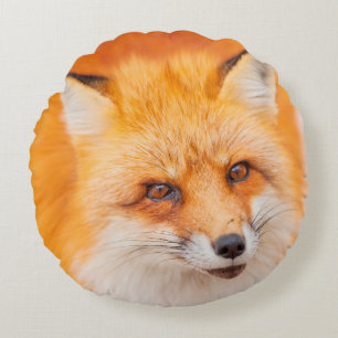 Japanese red fox resting, sleeping and playing in round cushion