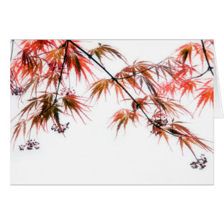 Japanese Red Maple Art Photography