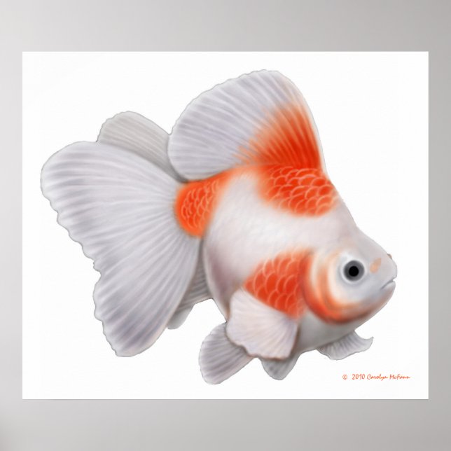 Japanese Ryukin Fantail Goldfish Print (Front)