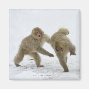 Japanese Snow Monkey cubs playing on snow Magnet
