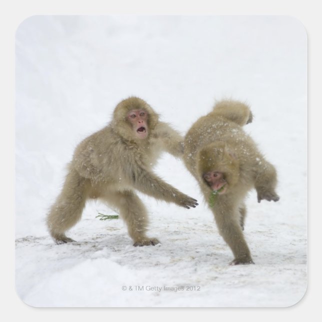 Japanese Snow Monkey cubs playing on snow Square Sticker (Front)
