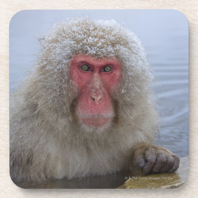 Japanese Snow Monkey in hotspring Coaster (Front)