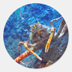 Japanese Spider Crab Classic Round Sticker