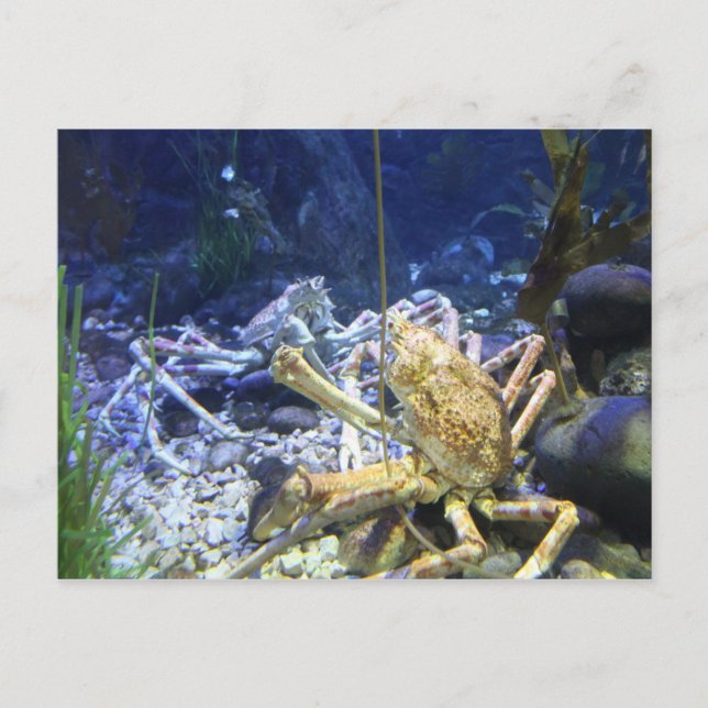 Japanese Spider Crab Postcard (Front)