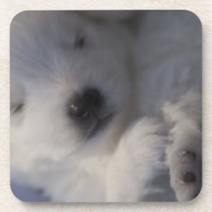 Japanese Spitz sleeping puppy Coasters