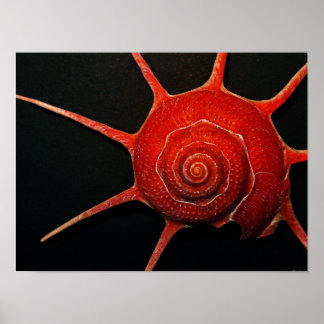 Japanese Star Shell Poster