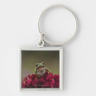 Japanese tree frog (Hyla japonica) on flowers, Key Ring