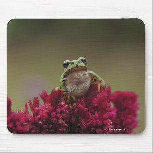 Japanese tree frog (Hyla japonica) on flowers, Mouse Pad
