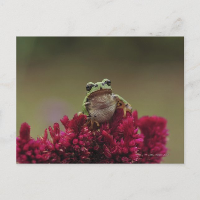 Japanese tree frog (Hyla japonica) on flowers, Postcard (Front)