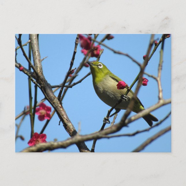 Japanese white-eye: Japan Postcard (Front)