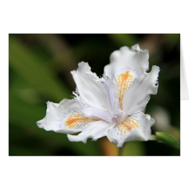 Japanese White Iris (Front Horizontal)
