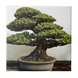 Japanese White Pine Bonsai Tree Ceramic Tile