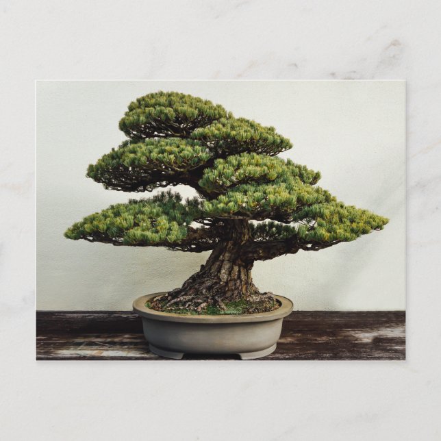 Japanese White Pine Bonsai Tree Postcard (Front)