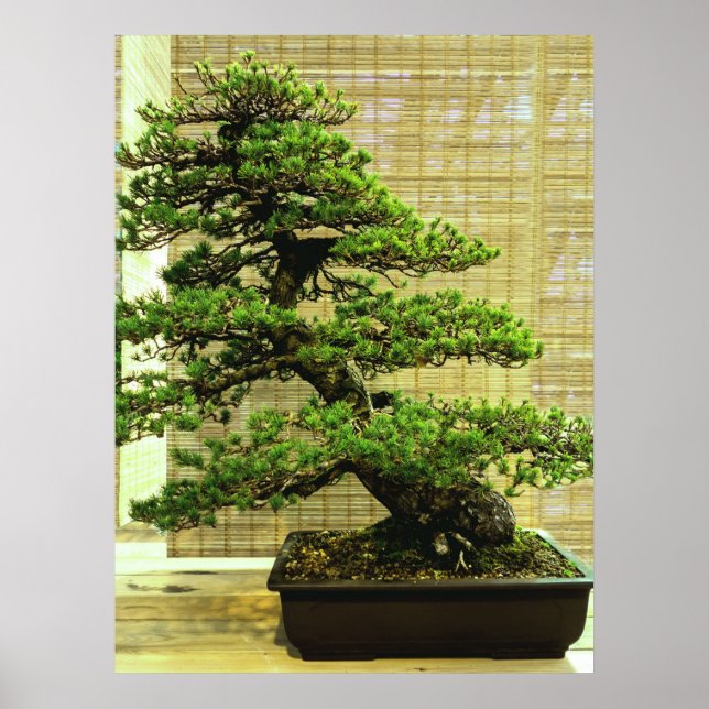 Japanese White Pine Bonsai Tree Poster (Front)