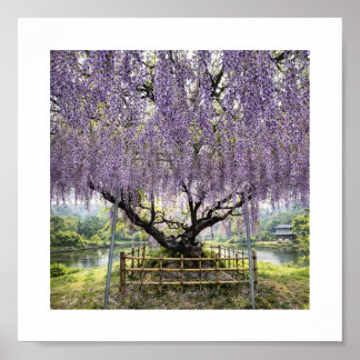 Japanese Wisteria – Art Print