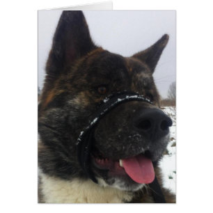 Japaness akita