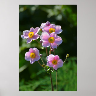 japanische Anemone rosa blühend im Garten, Nahaufn Poster